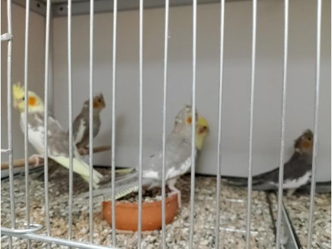 Yerli üretim yavru sultan papağanları